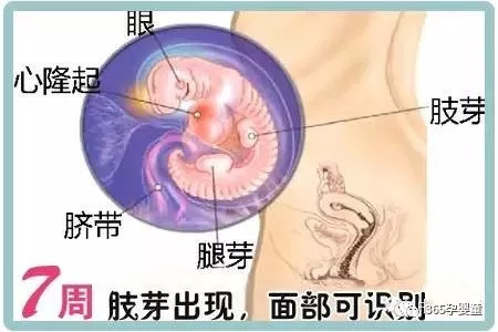 孕七个月胎儿头在那边，探索孕期第七个月的胎儿位置与发育