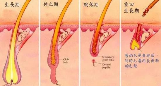 正常人一个月头发长多长，揭秘头发生长速度的科学奥秘