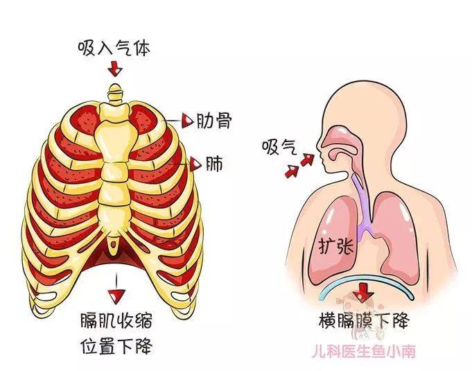 6个月宝宝左肋骨突出，原因、影响及应对措施