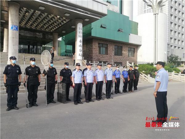 两个月大的泰迪犬养护指南，从萌宠到家人的温馨过渡